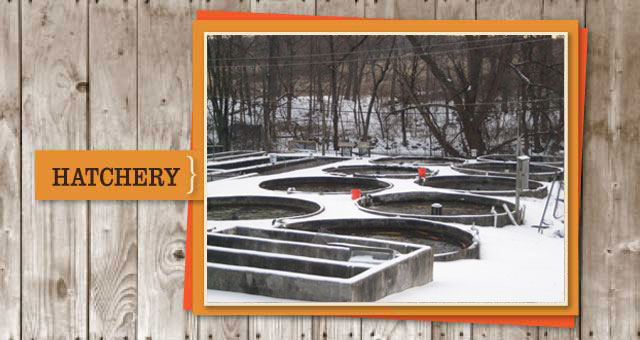 Musky Trout Hatchery Photo