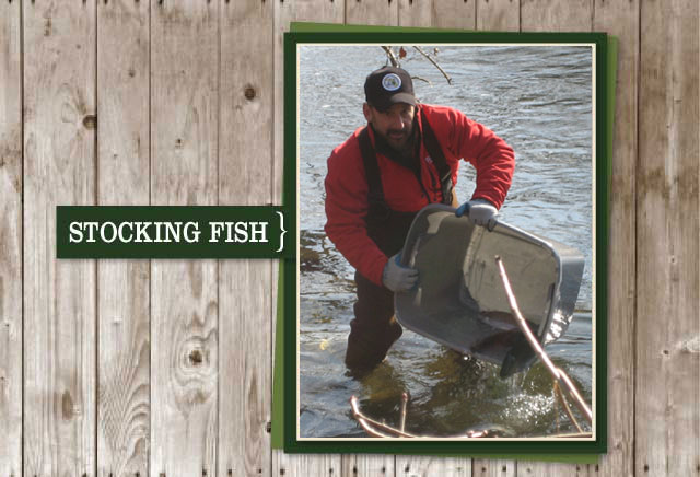 Stocking fish photo