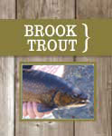 Brook Trout