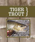 Tiger Trout