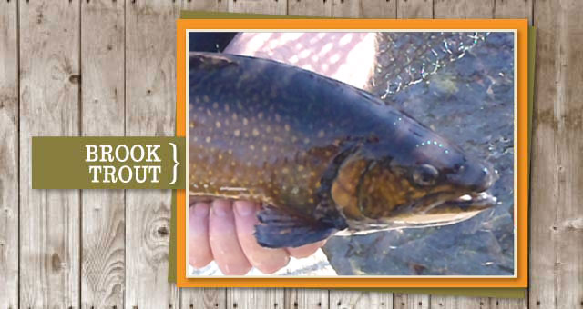 Brook Trout photo