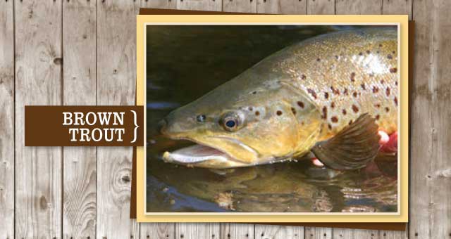 brown trout