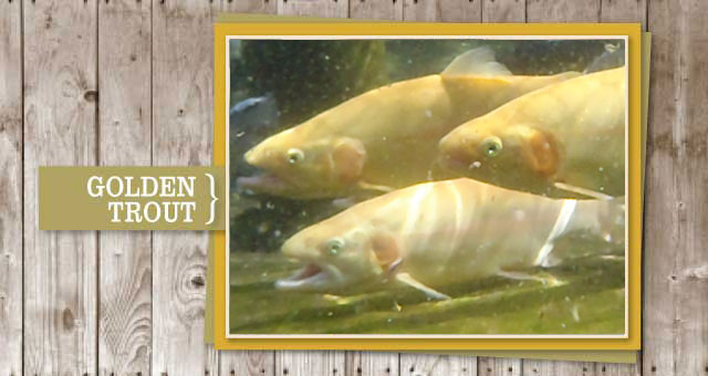 Golden Trout