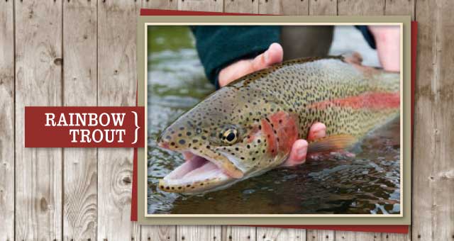 rainbow trout