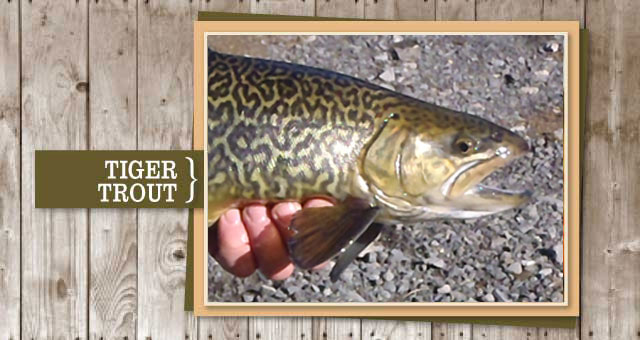 Tiger Trout